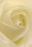Letting the eyes journey deep into the centre of this cream-white rose, one is enfolded in the tranquil artistry typical of Kensington's finest florists. Each petal unfurls in a delicate spiral, velvety and softly illuminated as if kissed by early light filtering through the gardens beside Holland Park. Hints of ivory and subtle lemon create a gentle radiance, while faint shadows add the quiet drama that is the hallmark of a thoughtfully composed bouquet. There is a peace and purity here that suits both sincere sympathy and the exuberant promise of a new beginning-a sentiment often shared among the terraces of Kensington. To imagine the texture is to bathe in the softness of each petal, nearly weightless and cool, while a faint, fresh fragrance lingers-a scent that seems to speak of comfort and hope. This rose, tenderly arranged, is more than a flower; it is a gesture that brings empathy, admiration, and the unmistakable touch of Kensington's floral expertise to any heartfelt occasion.